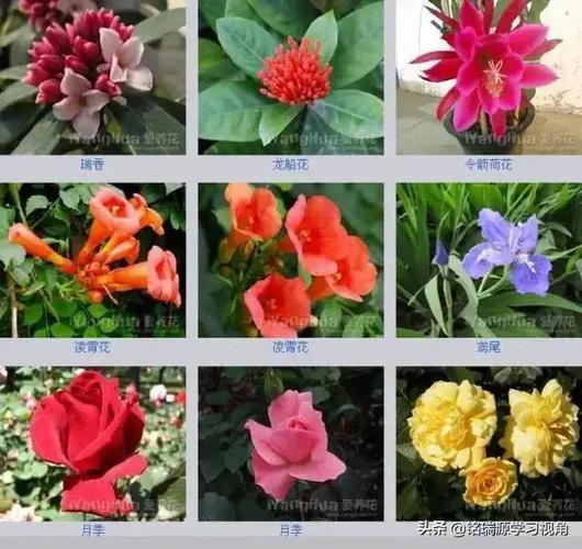 日常生活中经常遇到的花朵图片名称大全一混淆了共5期