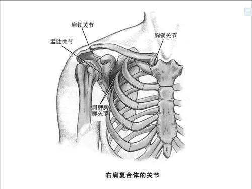 肩关节解刨     肩关节是由六个关节组成,分为肩肱关节,肩锁关节,胸锁