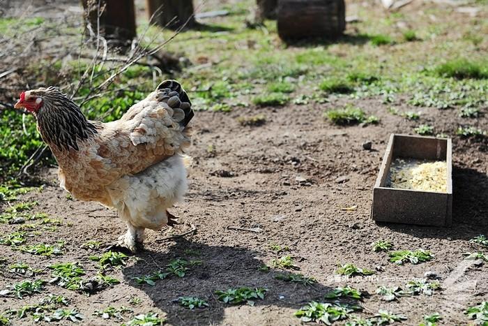  大咕咕鸡各个健步如飞