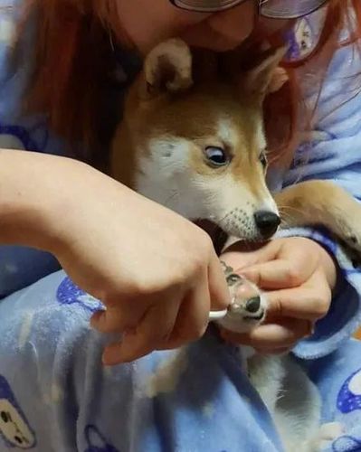 主人帮柴犬剪指甲,结果还没剪下去,它马上戏精上身,笑
