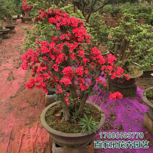 映山红纯野生红花杜鹃 杜鹃花盆栽 树桩盆景 映山红下山桩盆景
