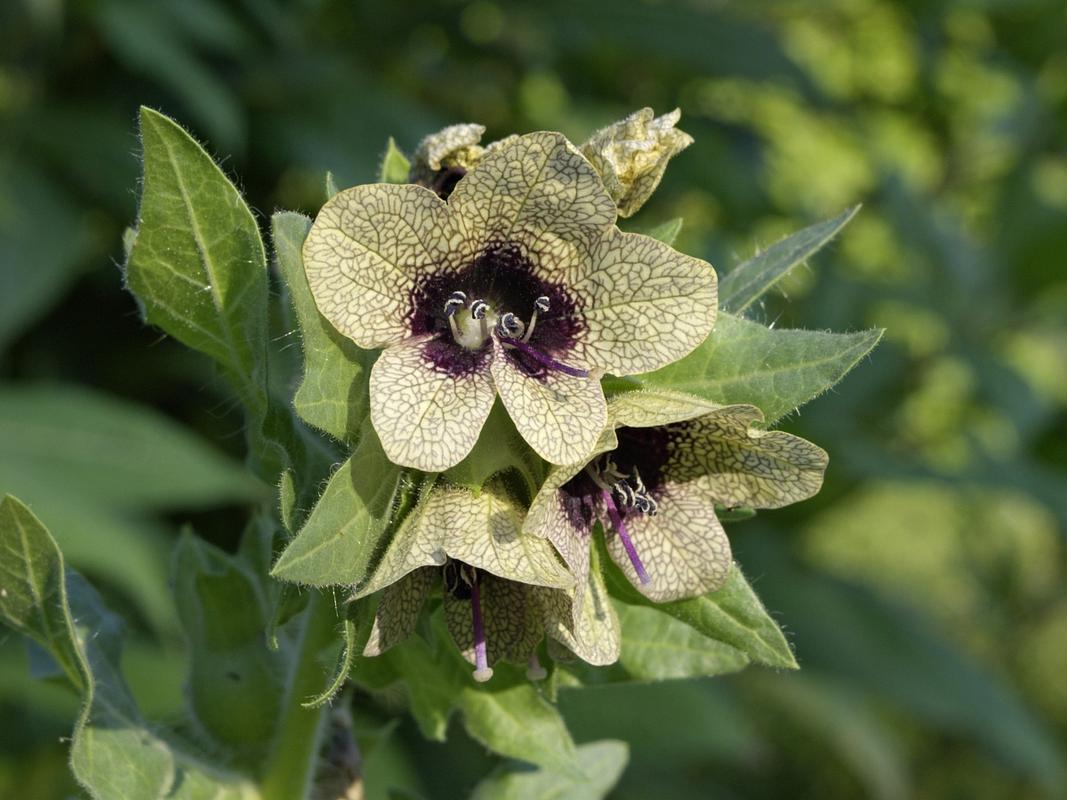  p>莨菪(làngdàng),又名"天仙子".