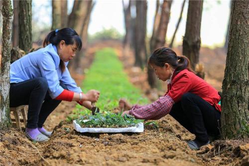 贵州黔西:林下种植中药材 助民增收
