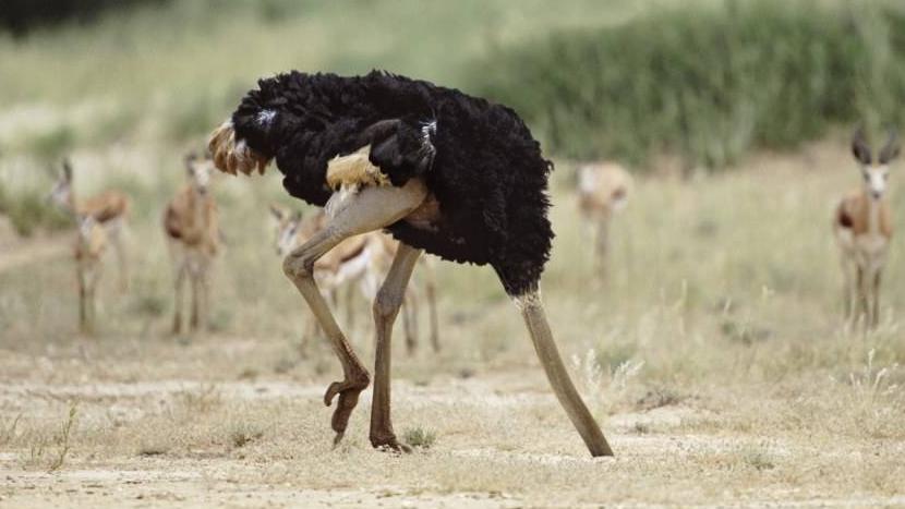 鸵鸟遇到危险时,为什么要把头埋进地里?