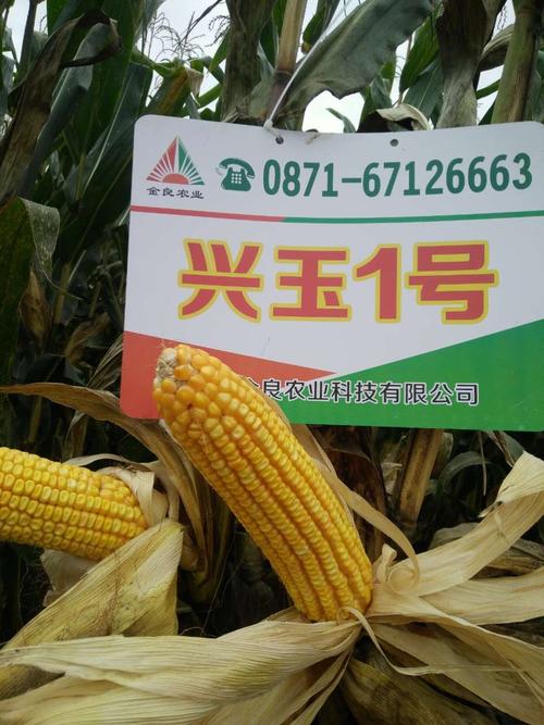 兴玉1号:高产玉米,高抗灰斑