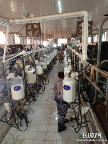 奶牛场自动化挤奶.许金亭 供图