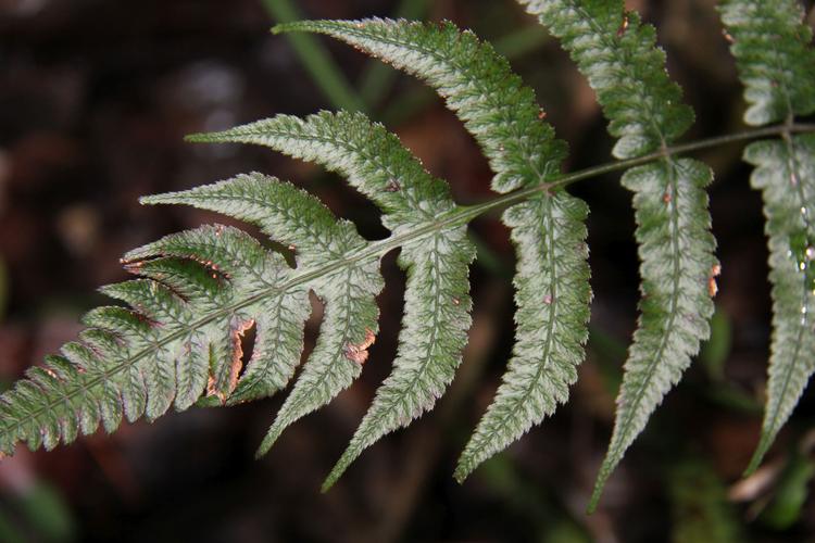 蹄盖蕨(学名: i>athyrium auriculatum /i>)是蹄盖蕨科,蹄盖蕨属植物