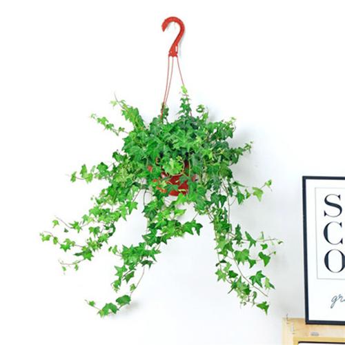 常春藤盆栽室内垂吊兰绿植好养常青长青藤植物