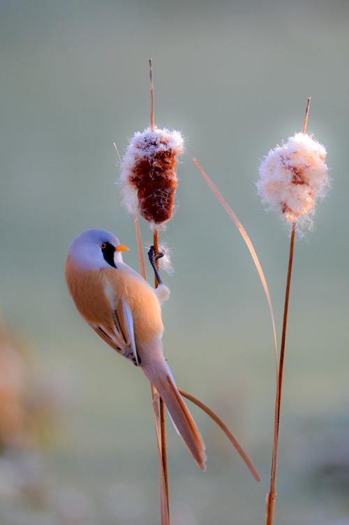 标题:蒲棒上的芭蕾