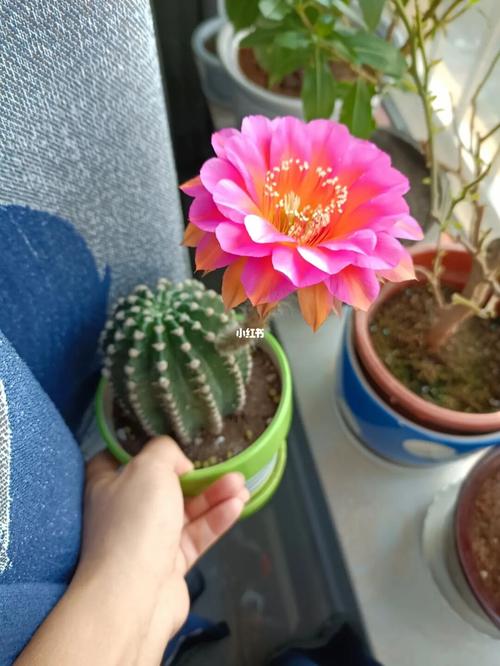 仙人球彩草_仙人掌_家居家装_家居装饰_花艺