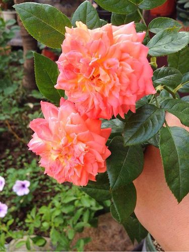 抗病性"杠杠"的月季花——红桃女王