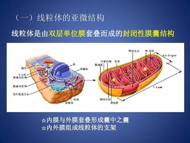 医学生物学 生命的细胞基础 细胞质 线粒体 核糖体 骨架蛋白ppt
