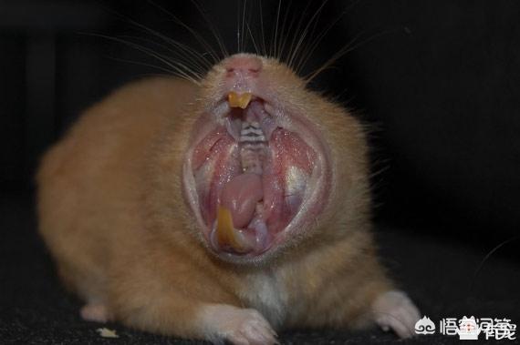 仓鼠咬了人出了血,第二天它却死了,为什么?