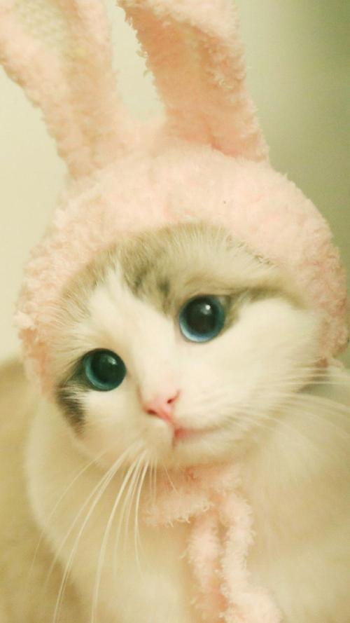 小猫咪卖萌手机壁纸