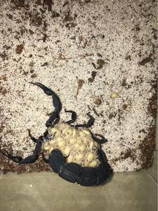北非黑肥尾蝎