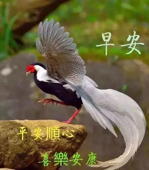2022温馨早上好问候动态表情图片清晨祝福图片带鲜花