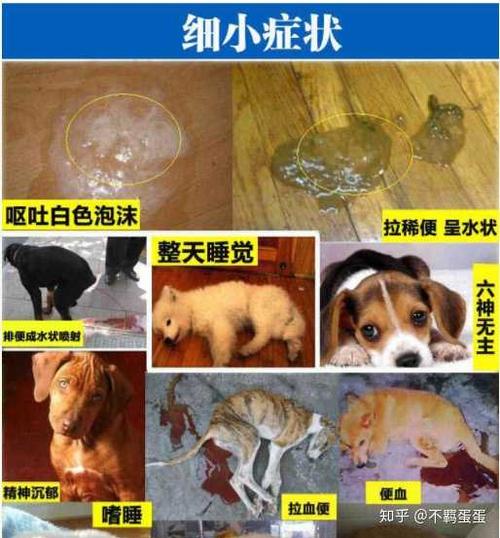 狗狗得了细小病毒怎么治疗?