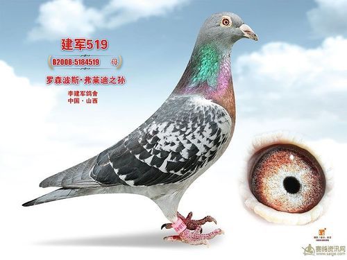 山西鸽界名将李建军鸽舍种鸽欣赏