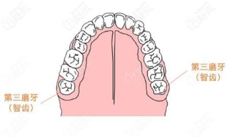 智齿的生长位置