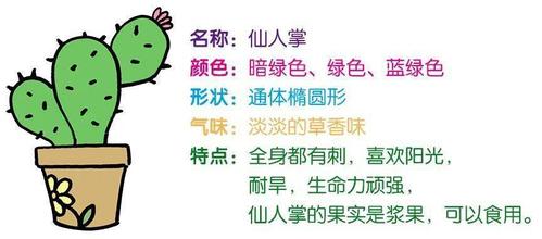 我的植物朋友记录卡,活用修辞让作文更精彩_仙人掌