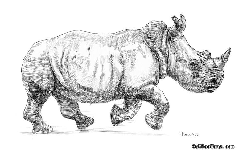 钢笔素描画:奔跑的犀牛(白犀)