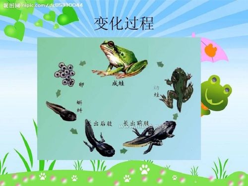 小蝌蚪变青蛙的过程.