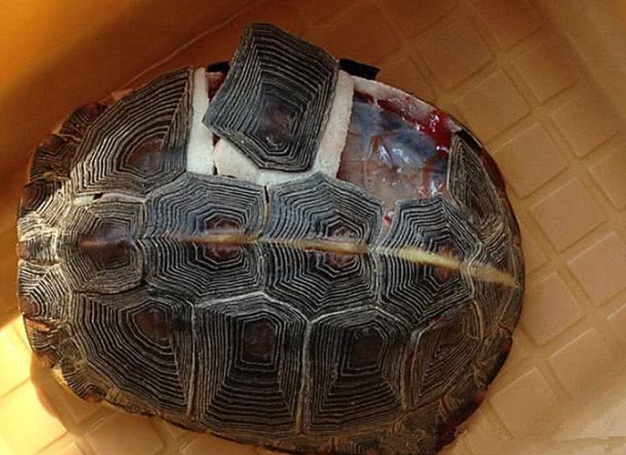 乌龟为什么老背着壳?专家亲自研究,切开龟壳后眼前一幕让人傻眼