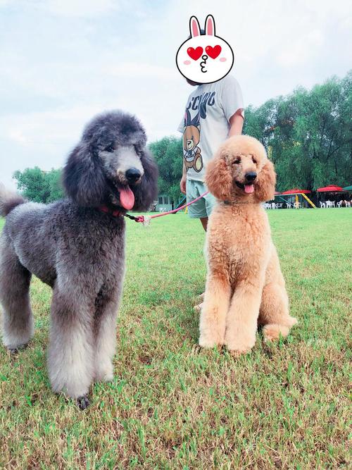 家养2只巨贵成母找新家