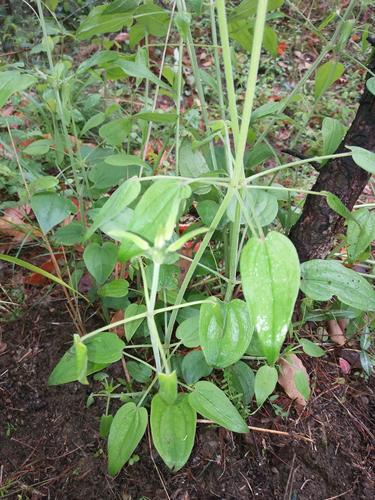 大山风景中药茜草
