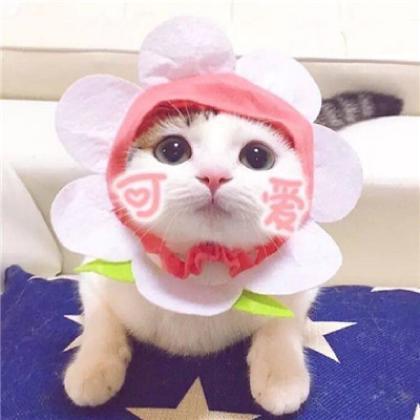 萌猫情侣头像白色