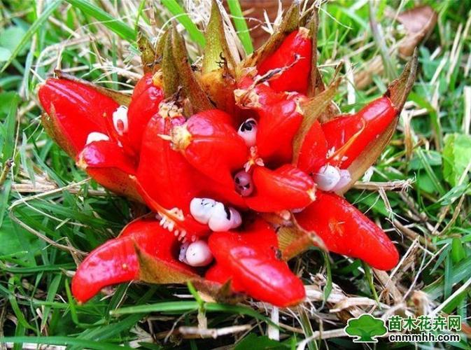 &nbsp;莲花姜&nbsp;&nbsp;山姜&nbsp;&nbsp;土里开花&nbsp;&nbsp;襄荷
