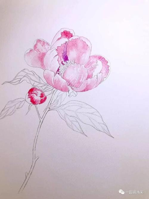 十里春风 ,叫你怎么画芍药!