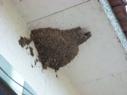 东北农家屋檐下的燕巢