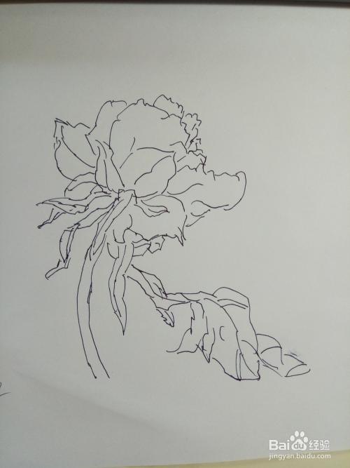 如何用速写的方法表现牡丹花