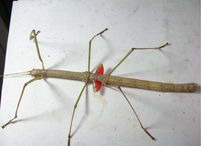 融和分享课堂之二 神奇昆虫———竹节虫