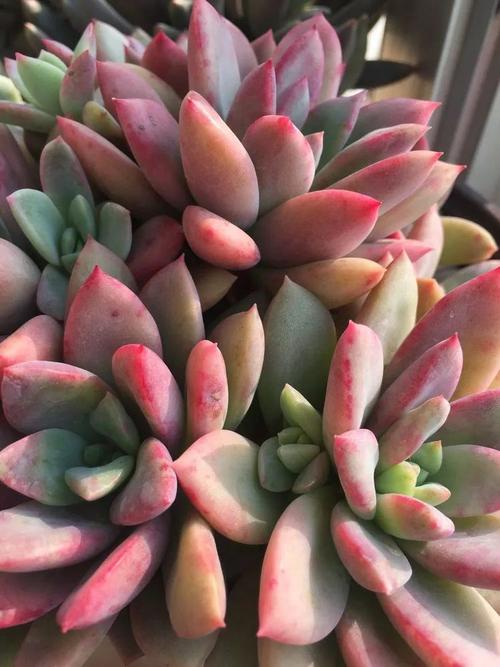 醉红颜, 最初在大棚看见一大片醉红颜的时候,心真的是醉