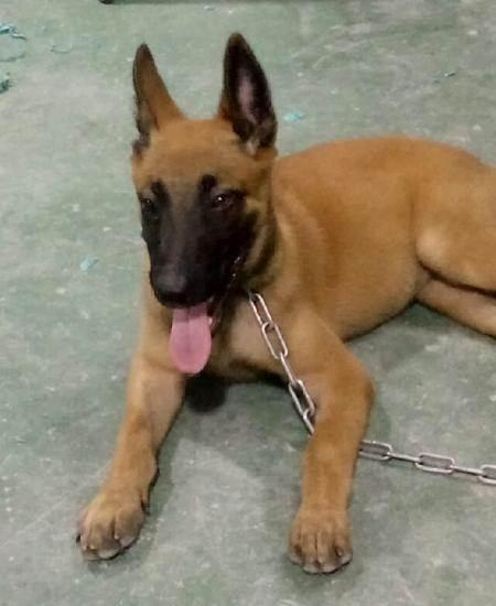 玩精品黄红马犬的来