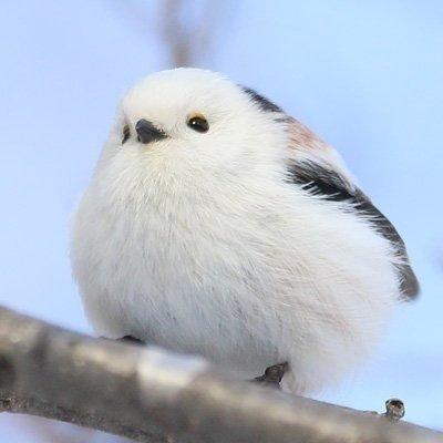 银喉长尾山雀,学名肥啾,qiu