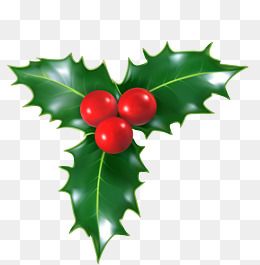 圣诞节冬青植物