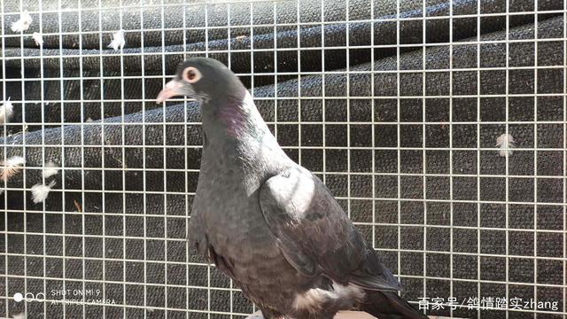阿拉伯酋长鸽属于高飞类,反色后靓丽可爱