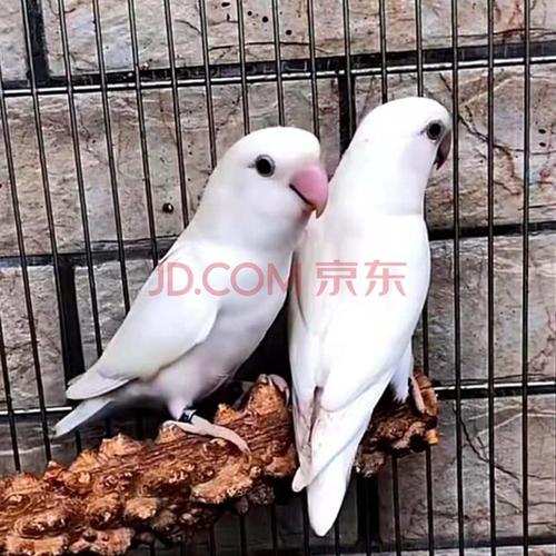 牡丹鹦鹉活体宠物虎皮鹦鹉玄凤牡丹观赏鸟活体家养宠物鸟活物小鸟虎皮