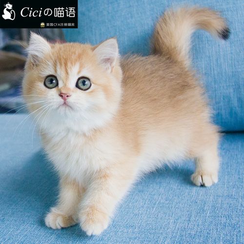 猫猫咪宠物活体英国短毛猫英短金渐层黄色猫短毛猫宠物猫渐层猫