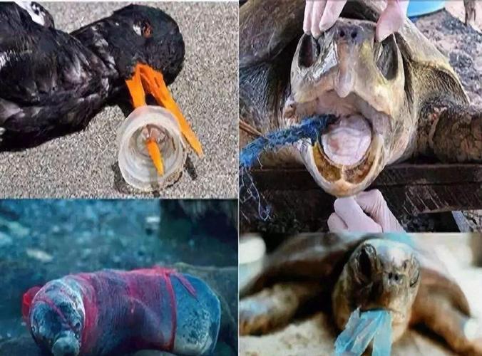 随意丢弃的垃圾常被动物误食或吸入呼吸系统,导致动物死亡.