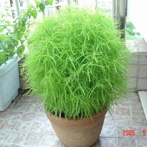 花卉种子 红地肤种子 绿地肤种子 阳台盆栽园林景观工程庭院绿化