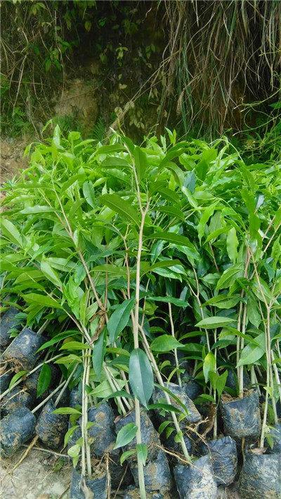 绿奇楠沉香木高清图