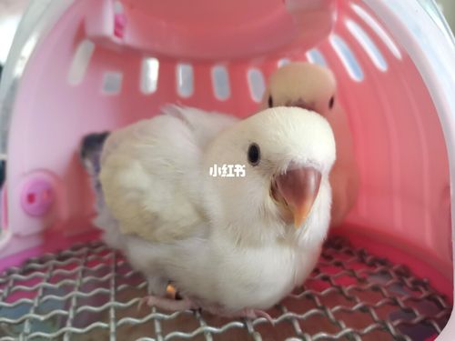 牡丹鹦鹉宝宝成长记录_牡丹_牡丹鹦鹉_宠物_宠物其他