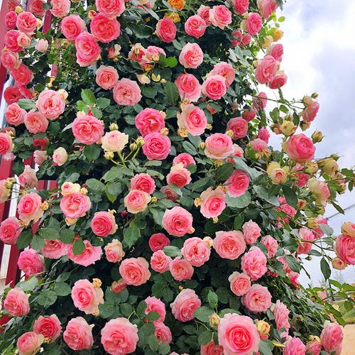 粉色龙沙宝石蔷薇花苗庭院爬藤植物藤本月季大花浓香四季开花红龙