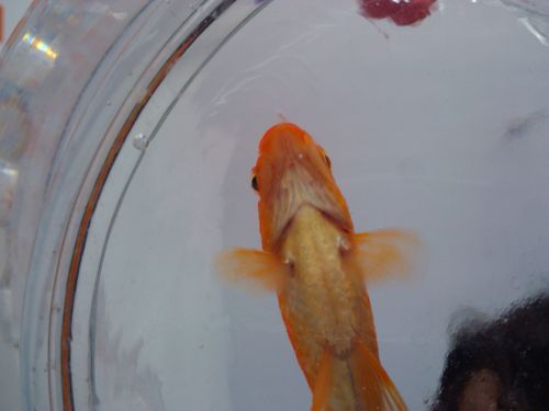 分辨一下这条红鲤鱼的雌雄