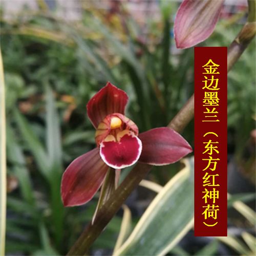 绿植东方红神荷金边墨兰盆栽浓香矮种兰花花苗花卉