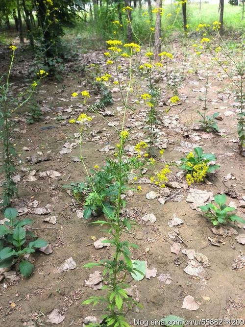 93.【中药植物园】黄花败酱(13)